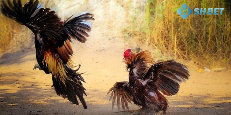 bí quyết cá cược đá gà