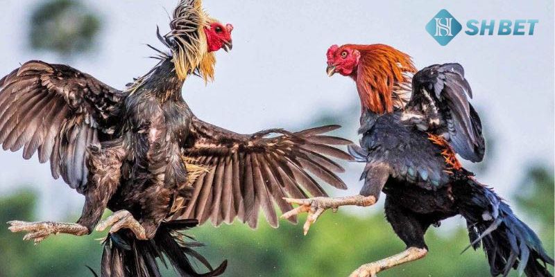 bí quyết cá cược đá gà