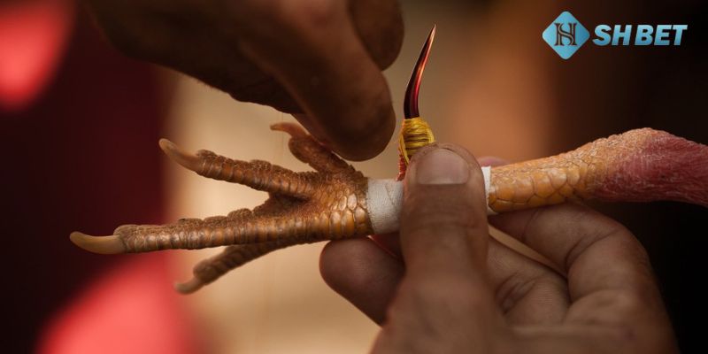 đá gà cựa sắt