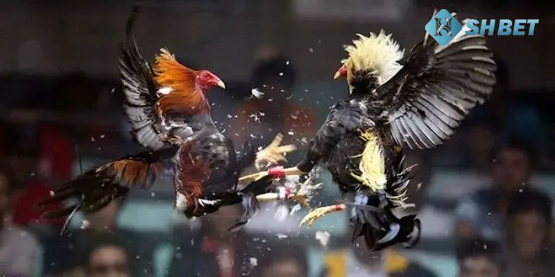 đá gà cựa sắt