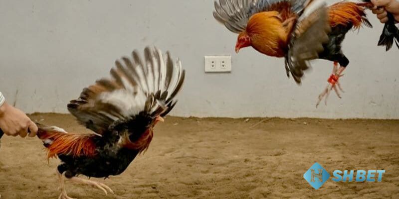 trực tiếp đá gà tre