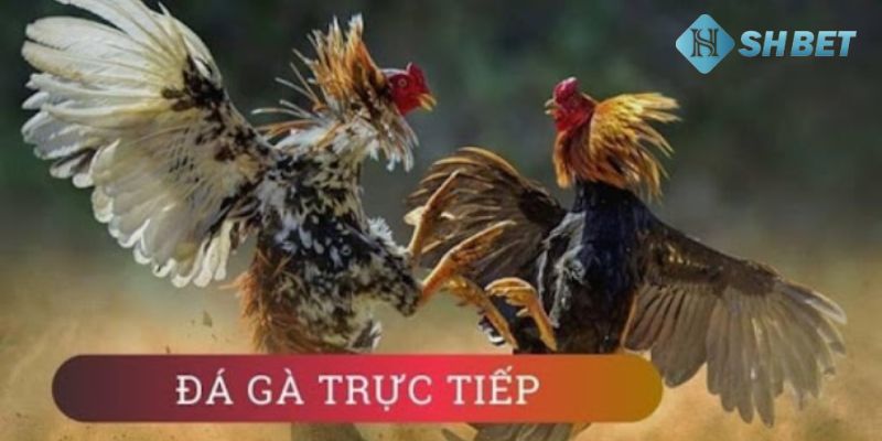 trực tiếp đá gà tre