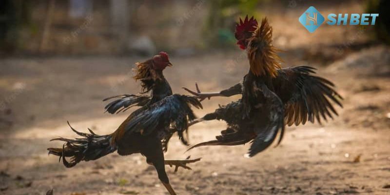 xem đá gà trực tiếp