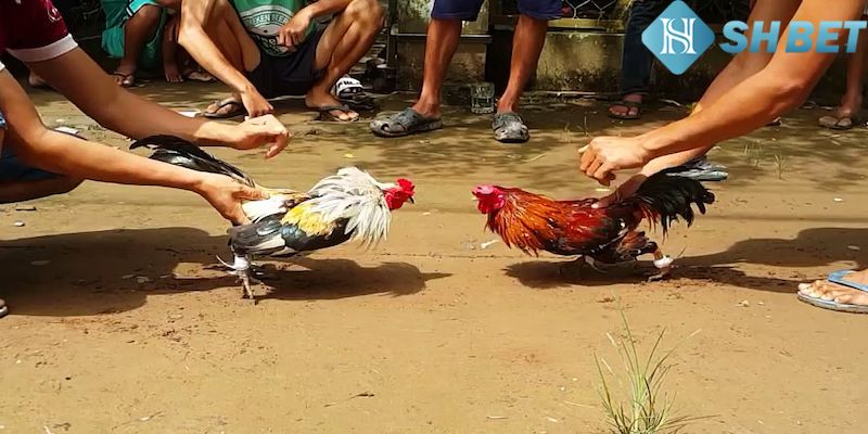 Thời gian cá cược linh hoạt