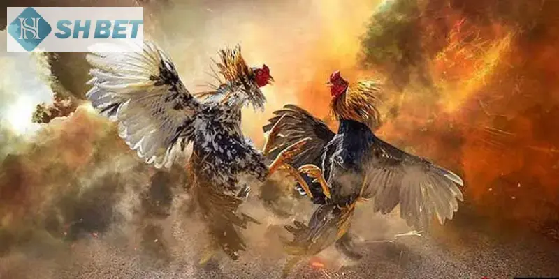 Tìm hiểu thể lệ của trò chơi đá gà hay nhất tại nền tảng