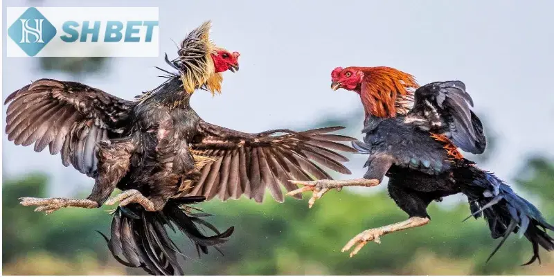 Sảnh đá gà tại Shbet có nhiều lựa chọn kèo cược cho bạn lựa chọn