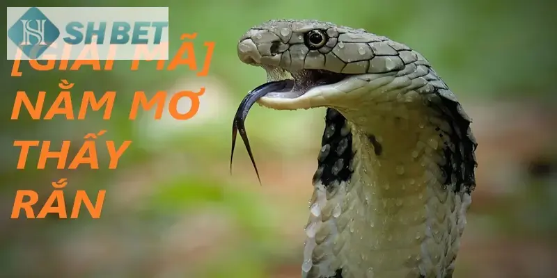 Mỗi giấc mơ thấy rắn sẽ có điềm báo riêng biệt