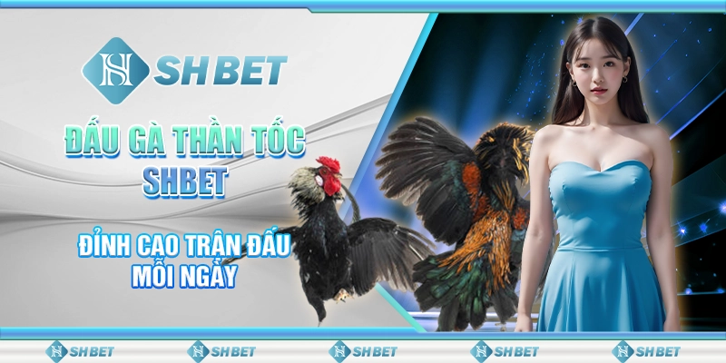 Đấu Gà Thần Tốc SHBET - Đỉnh Cao Trận Đấu Mỗi Ngày