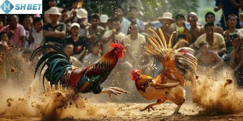 Ghi chú lại các kinh nghiệm cược gà chọi trên mạng hiệu quả nhất