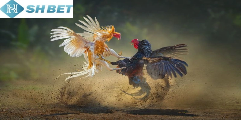 Cực đa dạng hình thức đá gà phổ biến hiện nay