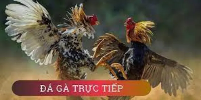 Nguyên tắc an toàn cho người chơi