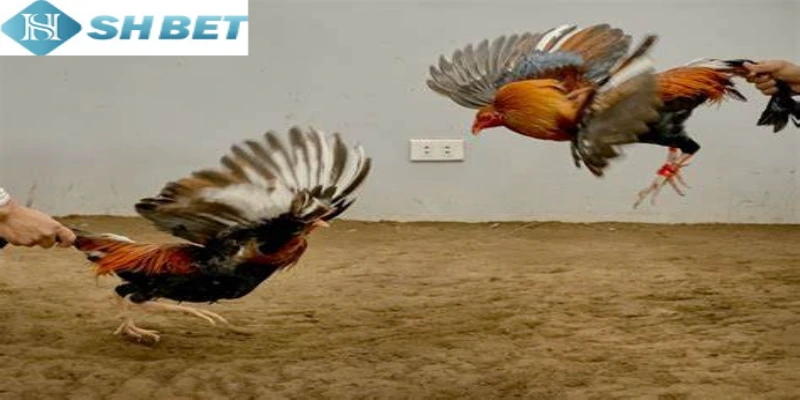 Trận chiến gà tre thu hút hàng triệu người chơi
