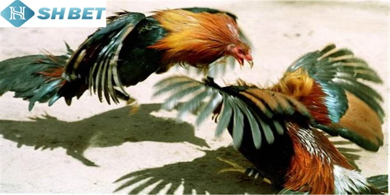 Hãy chú ý tiêu chuẩn chọn chiến kê gà tre bất bại