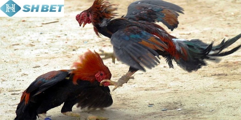 Có nhiều lý do trận chiến đá gà tre được yêu thích hiện nay