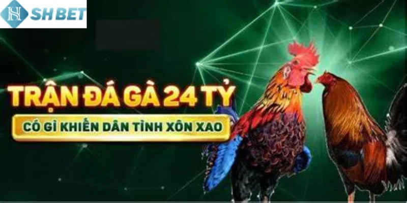Tổng quan về trận đá gà 24 tỷ đầy căng thẳng