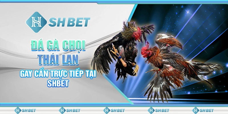 Cá Cược Vòng Loại Euro - Hòa Nhịp Thể Thao Cùng SHBET