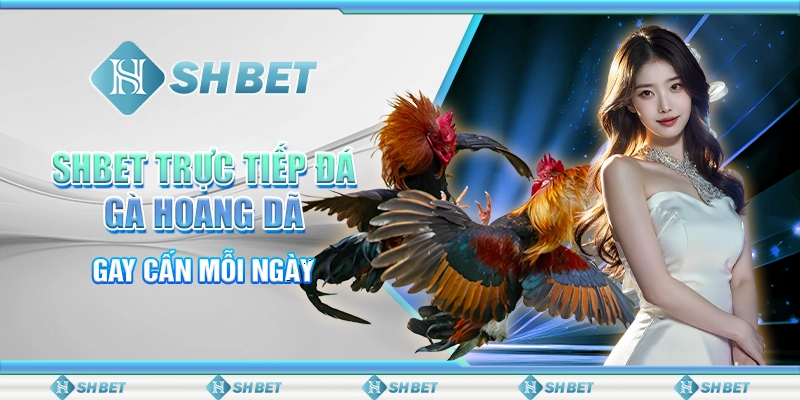 Shbet Trực Tiếp Đá Gà Hoang Dã Gay Cấn Mỗi Ngày