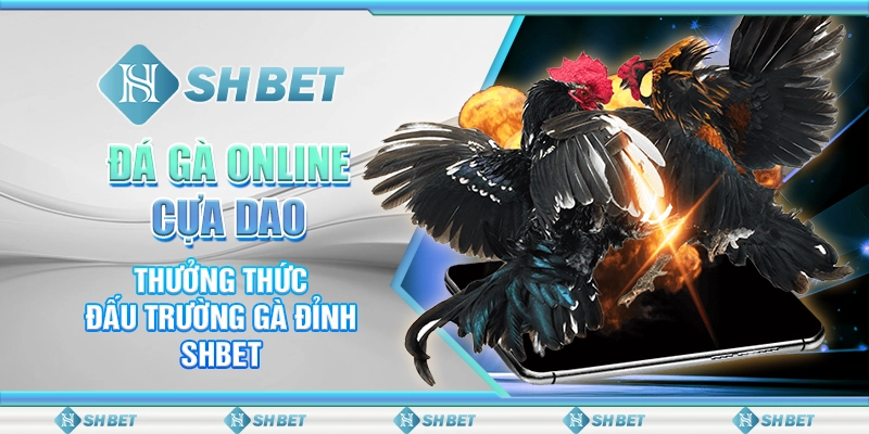 Đá Gà Online Cựa Dao - Thưởng Thức Đấu Trường Gà Đỉnh SHBET