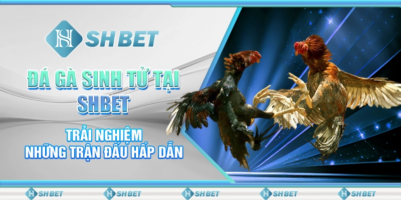 Đá Gà Sinh Tử Tại SHBET - Trải Nghiệm Những Trận Đấu Hấp Dẫn