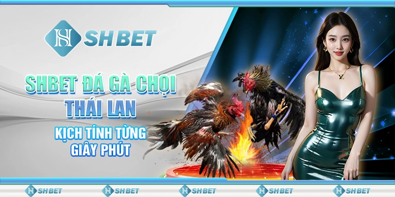 SHBET Đá Gà Chọi Thái Lan – Kịch Tính Từng Giây Phút