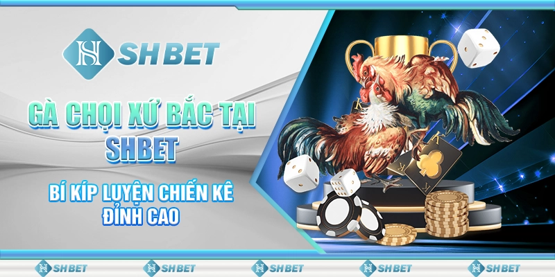 Gà Chọi Xứ Bắc Tại SHBET - Bí Kíp Luyện Chiến Kê Đỉnh Cao
