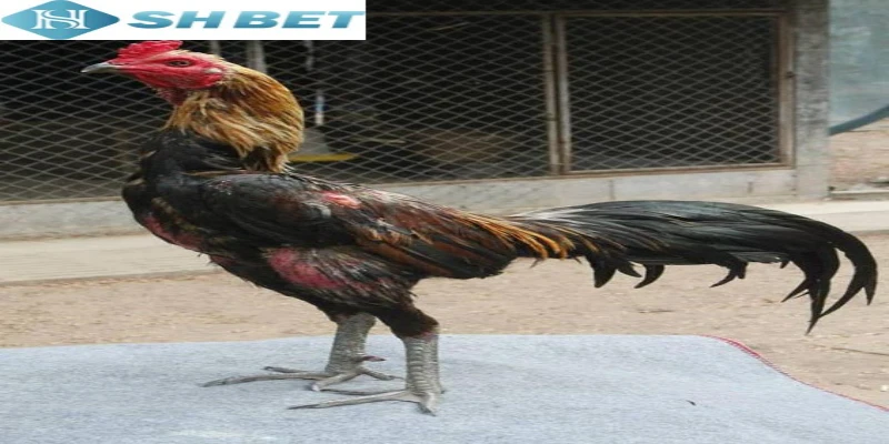 Lối đá của đá gà chọi của Thái Lan chuẩn, gây hấp dẫn