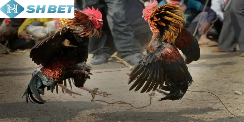 Luật lệ trong chọi gà cựa dao hiện nay là gì bạn có biết?