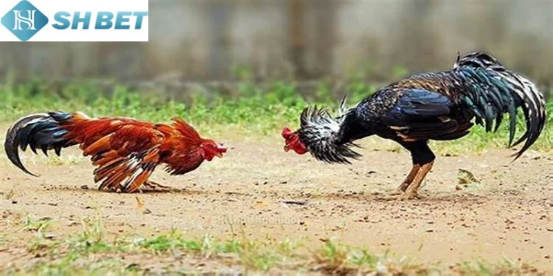 Làm theo các hướng dẫn tham gia để xem trực tiếp đá gà mỗi ngày
