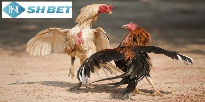 Đá gà nòi Thái Lan là một giống gà chiến được nhiều người yêu thích