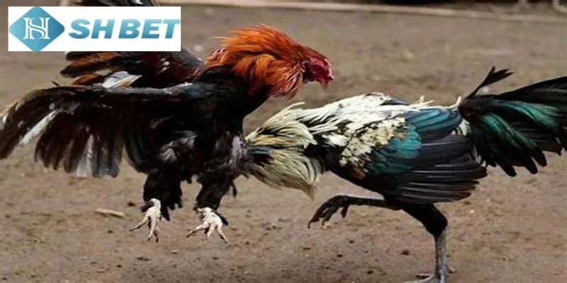 Trọng lượng của gà nòi Thái Lan thường từ 2,5 đến 2,8kg là chủ yếu