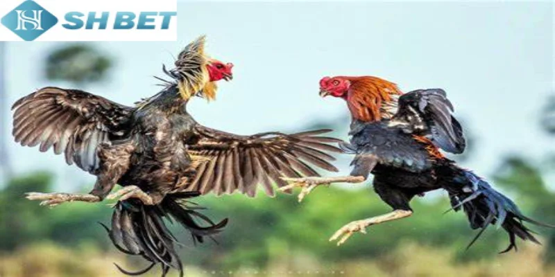 Đá gà sinh tử với những màn tranh tài kịch tính bậc nhất