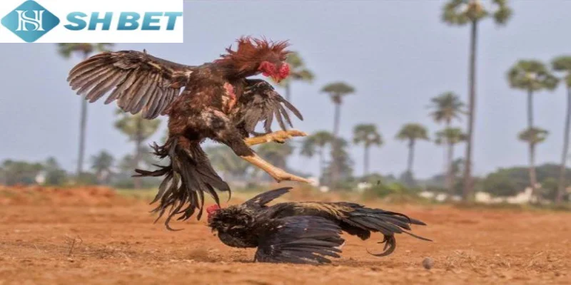 Kèo chọi gà sinh tử chia sẻ và dự đoán cho bạn lựa chọn