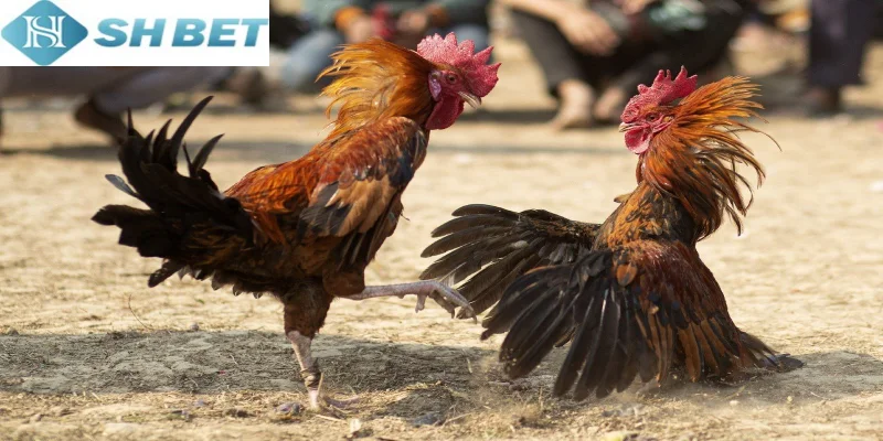 Sân chơi lành mạnh cho người đam mê đá gà online chỉ có tại Shbet