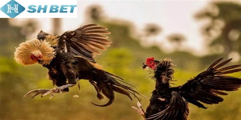 Tìm hiểu chi tiết về gà chọi Xứ Bắc cho người mới