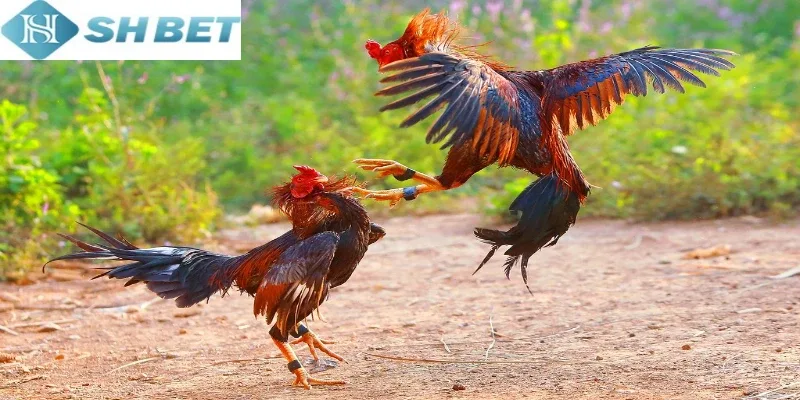 Ô Taxi là chiến binh tiên phong bất bại và nổi tiếng