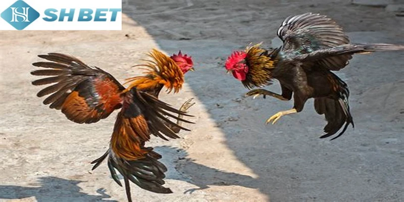 Chú ý những dòng gà chọi nức tiếng miền Bắc hiện nay