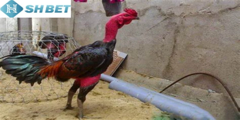Cập nhật luật chơi đá gà nòi là những điều cơ bản bạn cần biết