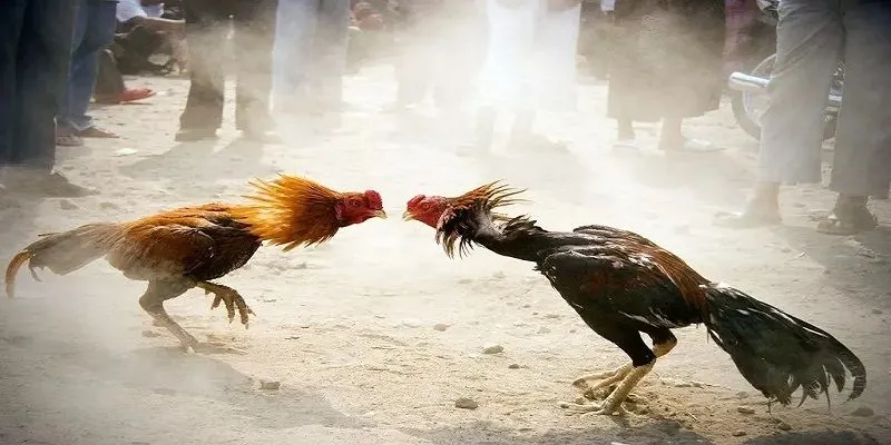 Khái quát một số thông tin cơ bản về đá gà chọi thái lan