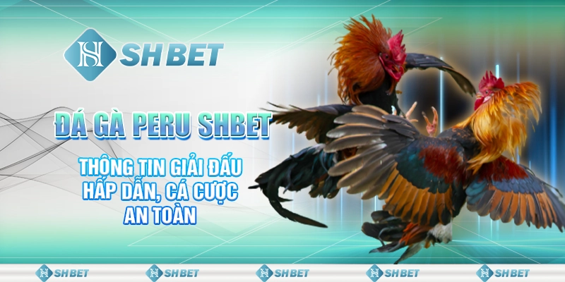 Đá Gà Peru SHBET - Thông Tin Giải Đấu Hấp Dẫn, Cá Cược An Toàn