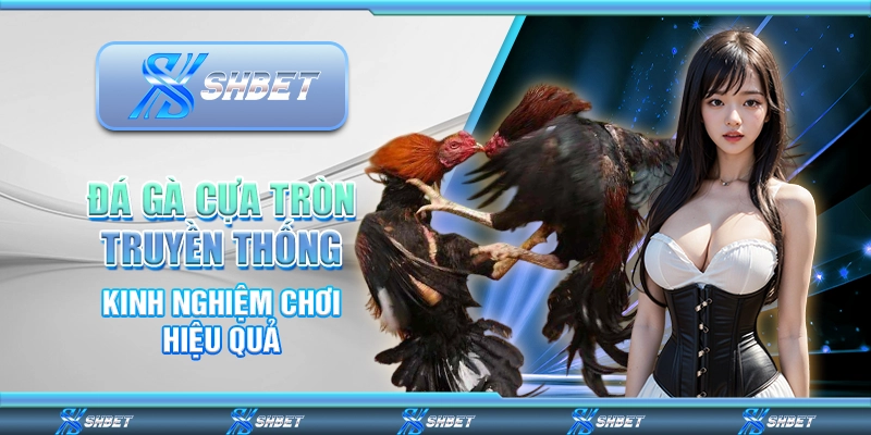 Đá Gà Cựa Tròn Truyền Thống – Kinh Nghiệm Chơi Hiệu Quả