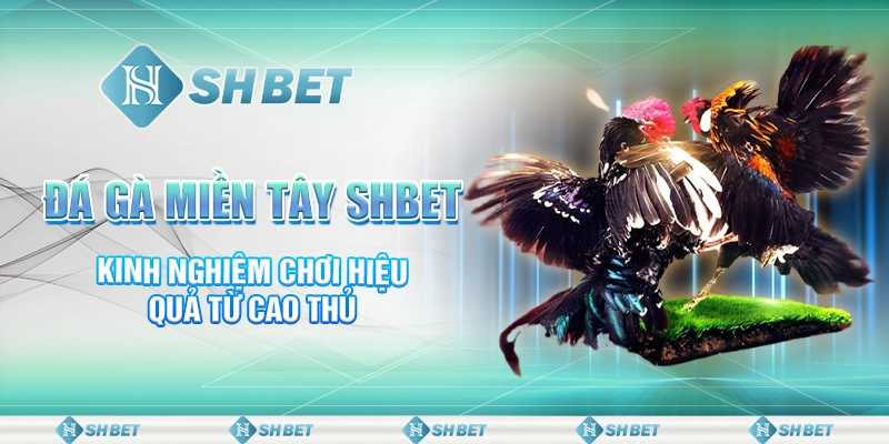 Đá Gà Miền Tây SHBET - Kinh Nghiệm Chơi Hiệu Quả Từ Cao Thủ