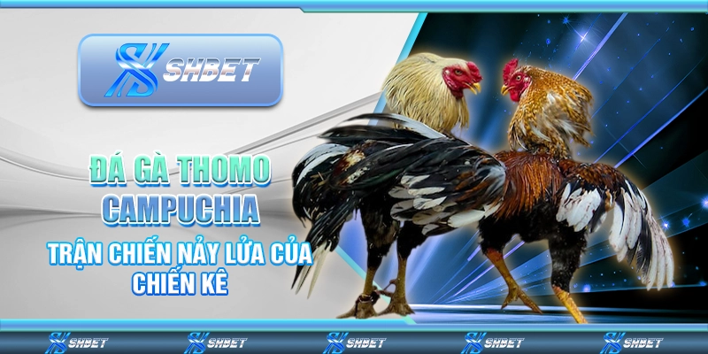 Đá Gà Thomo Campuchia – Trận Chiến Nảy Lửa Của Chiến Kê
