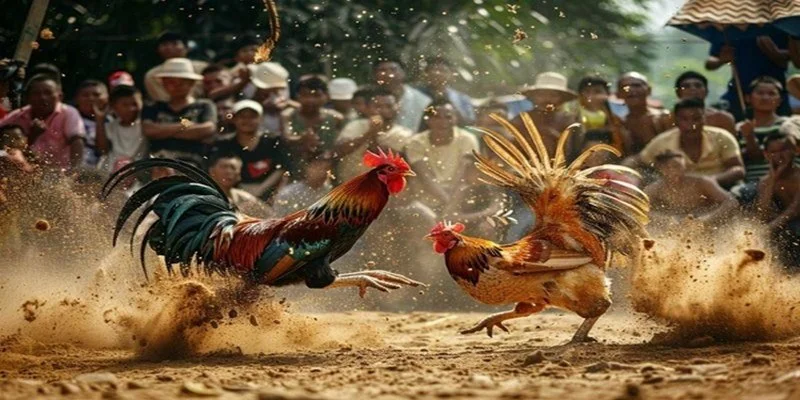 Các hình thức đá gà Campuchia phổ biến