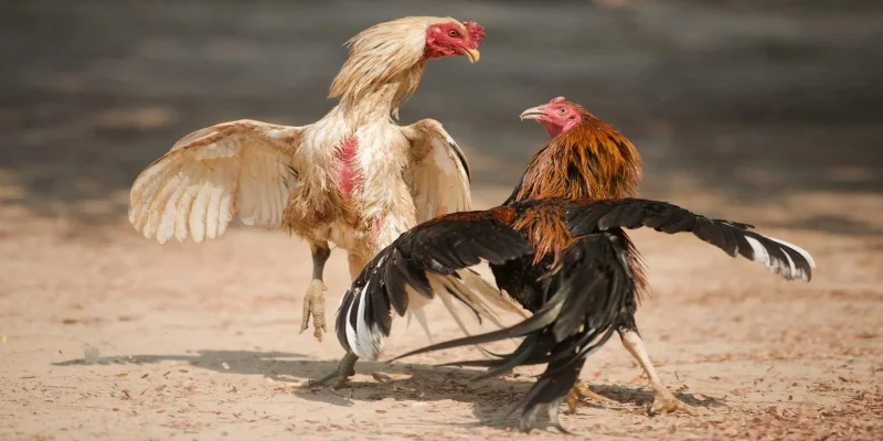 Tổng quan về đá gà Campuchia