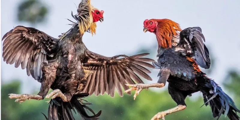 Khám phá sức hút từ môn thể thao đá gà chọi