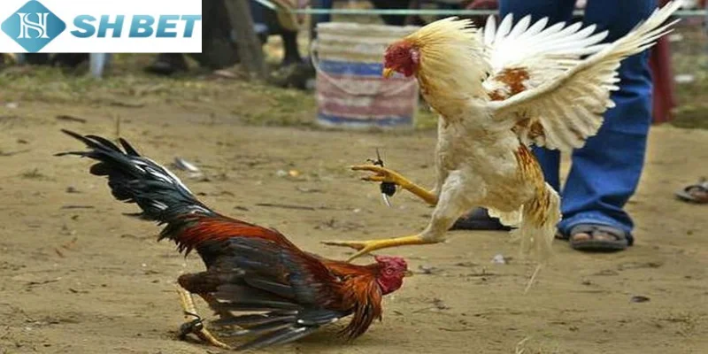 Đá gà cựa tròn truyền thống là hình thức chọi gà truyền thống hấp dẫn