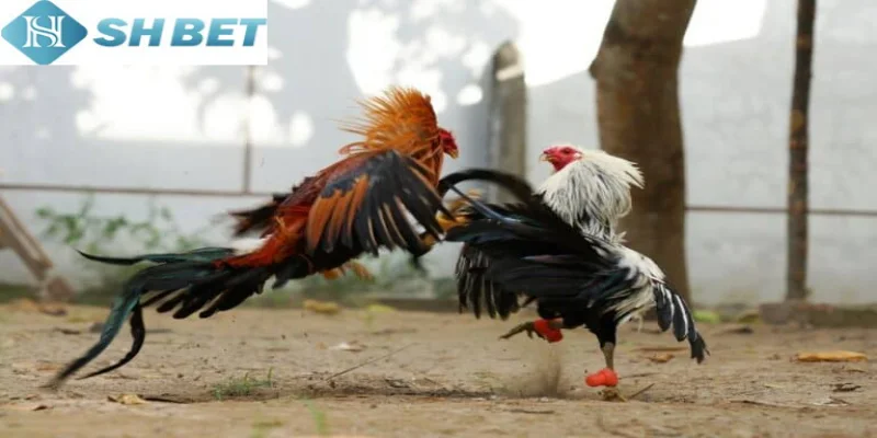 Đừng quên chú ý đến dinh dưỡng cho gà đá mỗi ngày