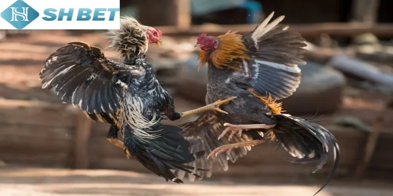 Chơi đá gà miền tây cần hiểu thật kỹ luật chơi