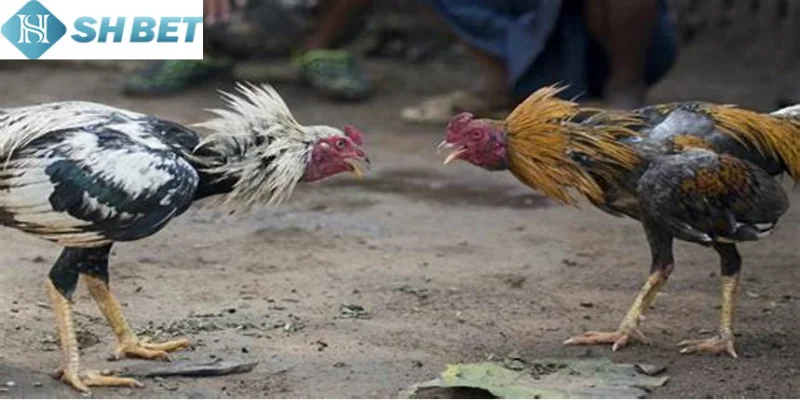 Đừng quên quản lý ngân sách và lựa chọn cược chọi gà miền tây