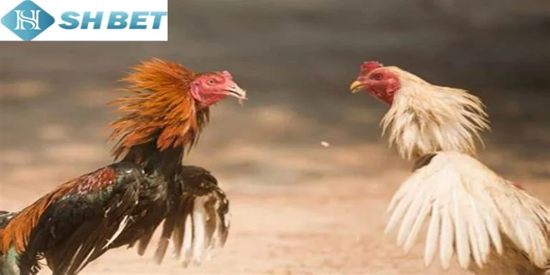 Hãy rèn luyện kỹ năng phân tích và quan sát chọi gà của miền Tây